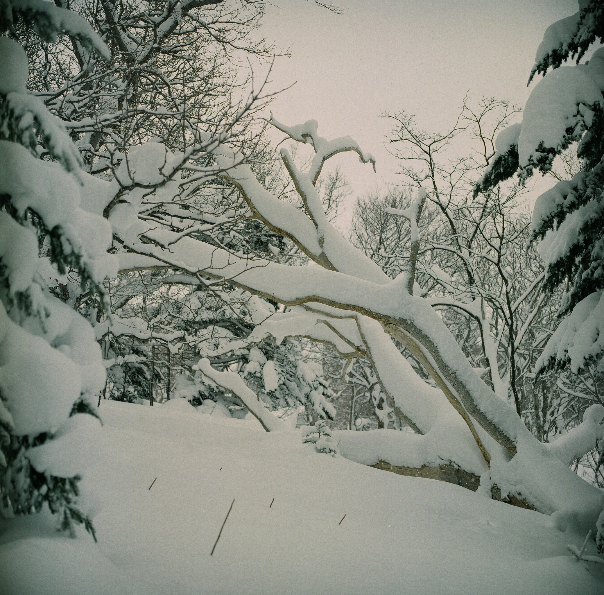 film-in-snow